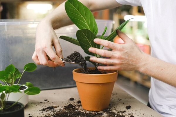 The Benefits of Plant Nurseries Webfreen.com